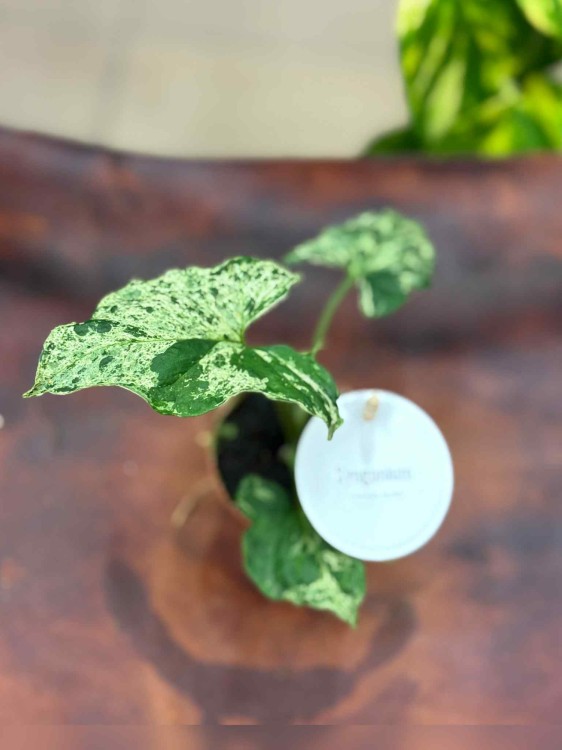 Syngonium podophyllum Mottled (1).jpeg