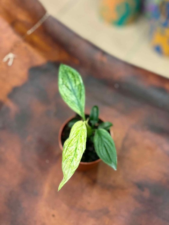 skrzydłokwiat Spathiphyllum Sensation Variegata  (1).jpeg