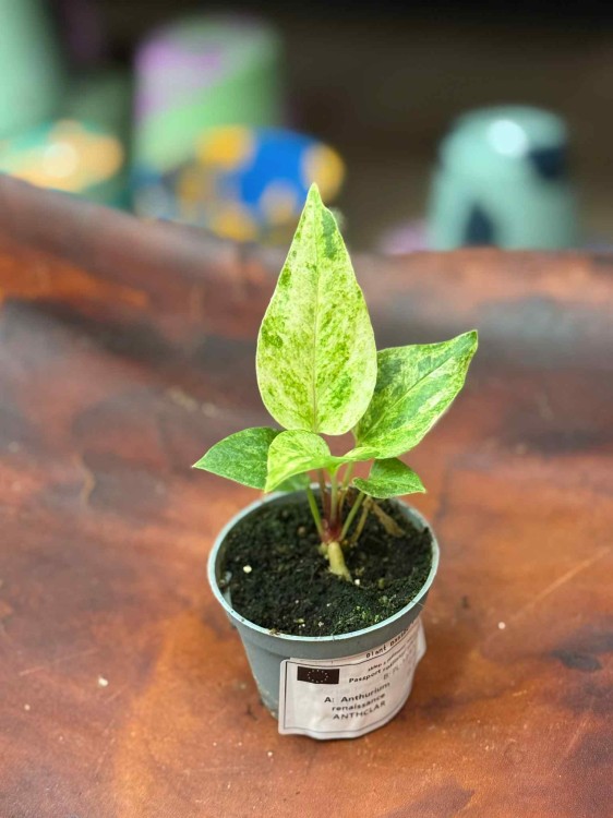 Anthurium Renaissance Variegata (5).jpeg
