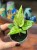 Anthurium Renaissance Variegata (6).jpeg