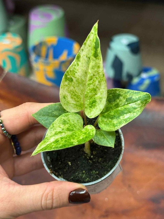 Anthurium Renaissance Variegata (6).jpeg