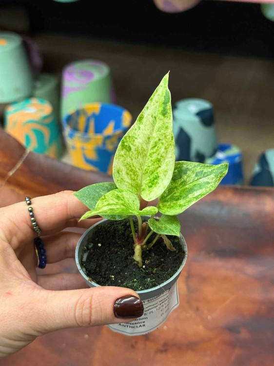Anthurium Renaissance Variegata (7).jpeg