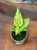 Anthurium Renaissance Variegata (4).jpeg