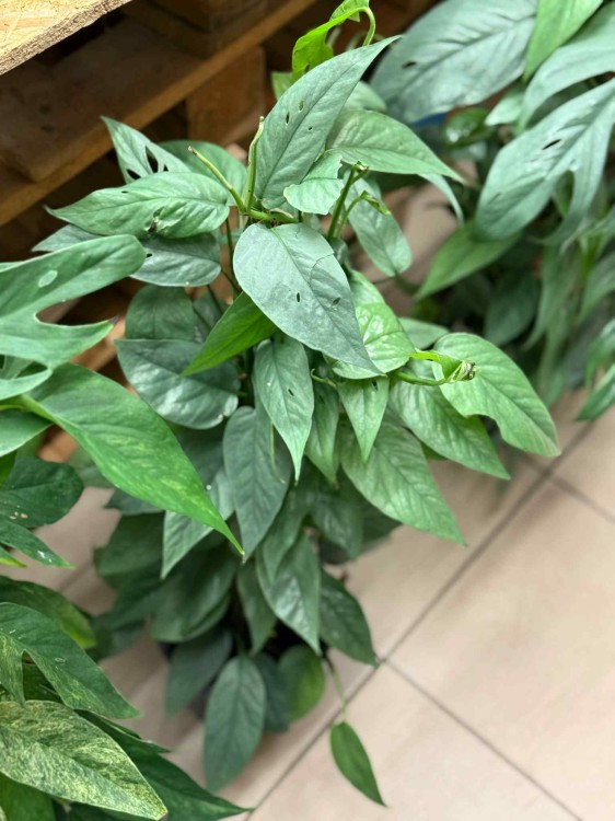 Epipremnum Pinnatum Cebu Blue (2).jpeg