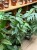 Epipremnum Pinnatum Cebu Blue (3).jpeg