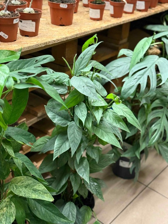 Epipremnum Pinnatum Cebu Blue (3).jpeg