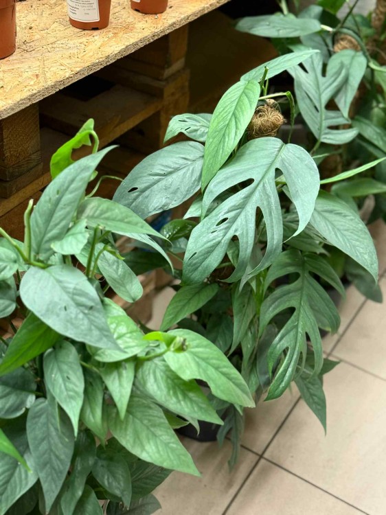 Epipremnum Pinnatum Cebu Blue (4).jpeg