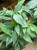 Epipremnum Pinnatum Cebu Blue (1).jpeg