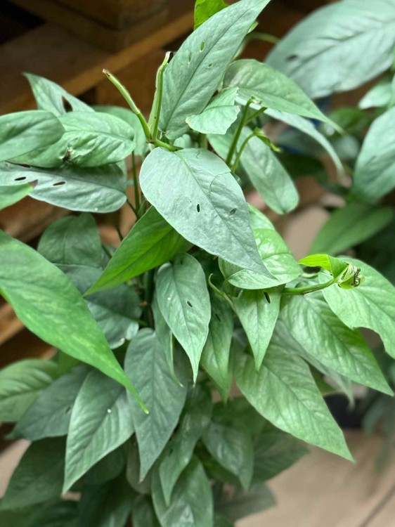 Epipremnum Pinnatum Cebu Blue (1).jpeg