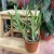 euphorbia xylophylloides  (4).jpg