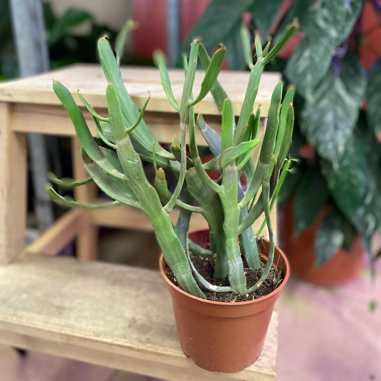 euphorbia xylophylloides  (4).jpg