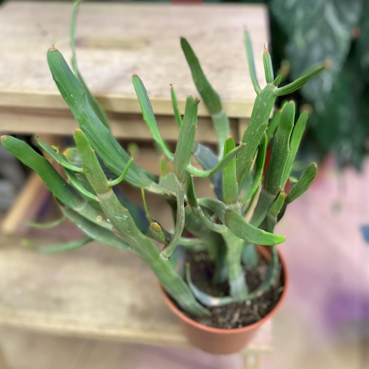 euphorbia xylophylloides  (2).jpg