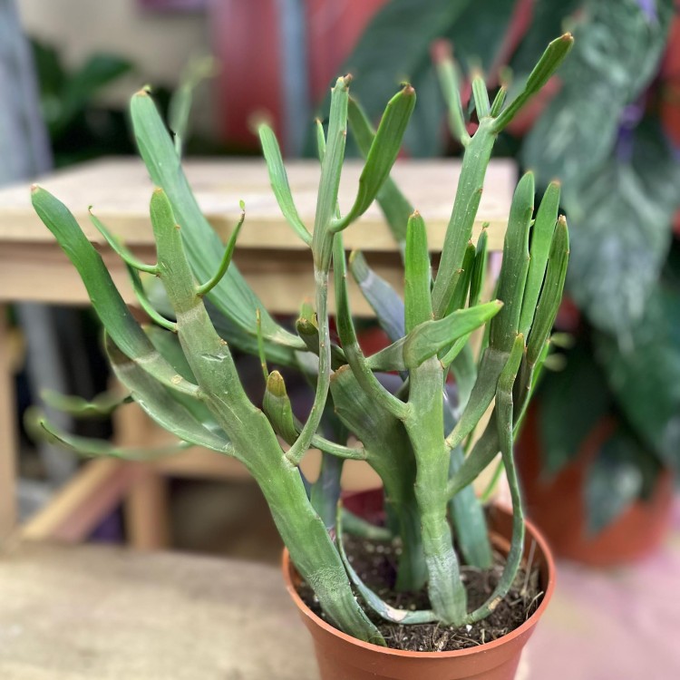 euphorbia xylophylloides  (3).jpg
