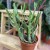 euphorbia xylophylloides  (5).jpg