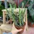 euphorbia xylophylloides  (6).jpg
