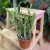 euphorbia xylophylloides  (1).jpg