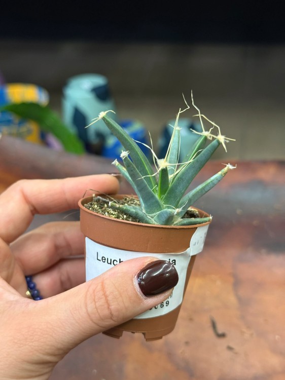 leuchtenbergia principus kaktus agawowy (2).jpg
