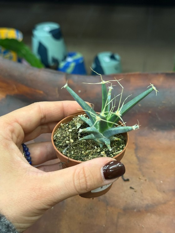 leuchtenbergia principus kaktus agawowy (3).jpg