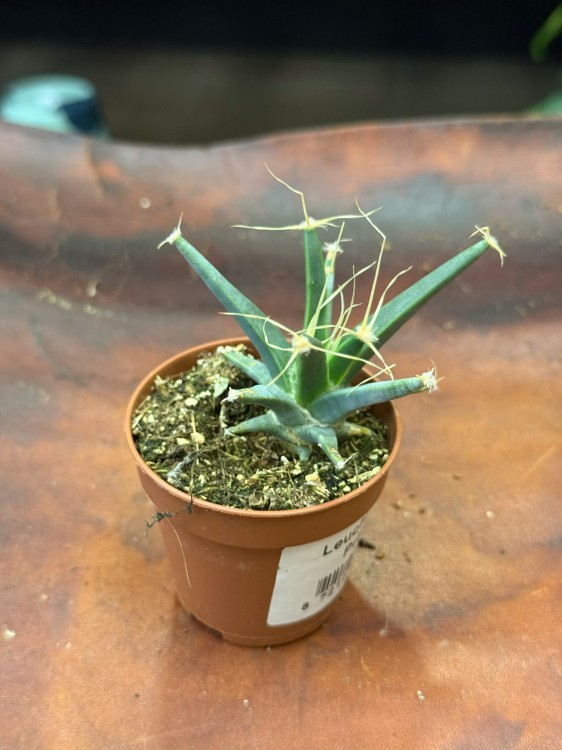 leuchtenbergia principus kaktus agawowy (4).jpg