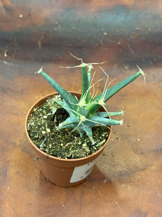 leuchtenbergia principus kaktus agawowy (1).jpg
