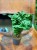 zamiokulkas zamiolistny zamioculcas zamiifolia 'Zenzi' (2).jpg