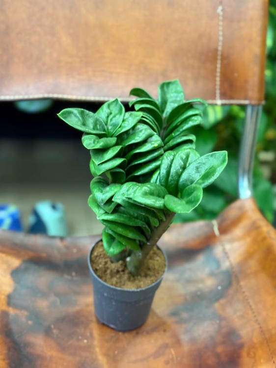 zamiokulkas zamiolistny zamioculcas zamiifolia 'Zenzi' (2).jpg