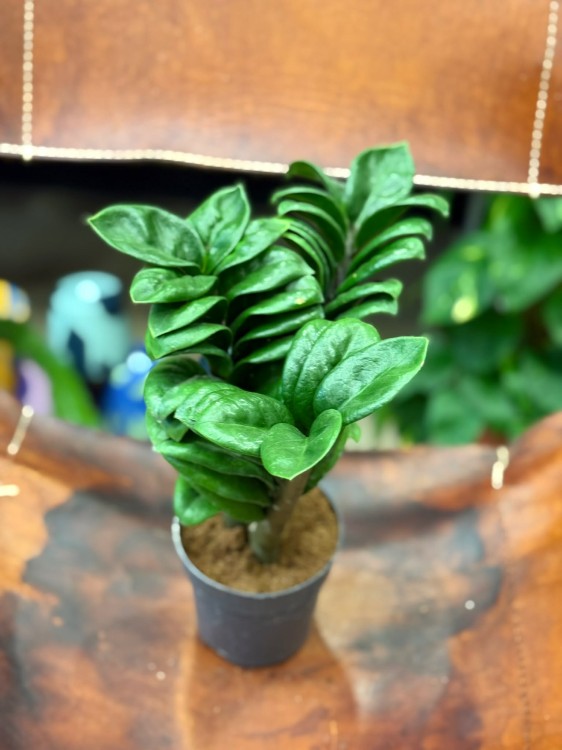 zamiokulkas zamiolistny zamioculcas zamiifolia 'Zenzi' (3).jpg