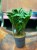 zamiokulkas zamiolistny zamioculcas zamiifolia 'Zenzi' (4).jpg
