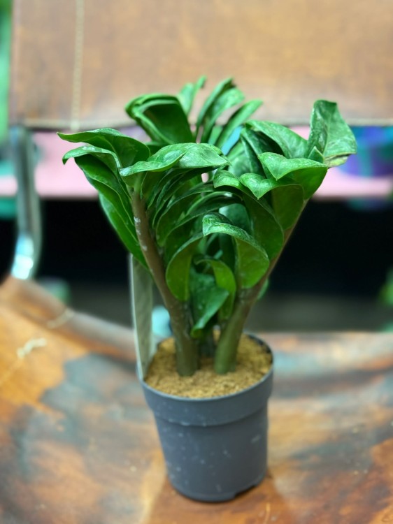 zamiokulkas zamiolistny zamioculcas zamiifolia 'Zenzi' (4).jpg