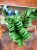 zamiokulkas zamiolistny zamioculcas zamiifolia 'Zenzi' (1).jpg