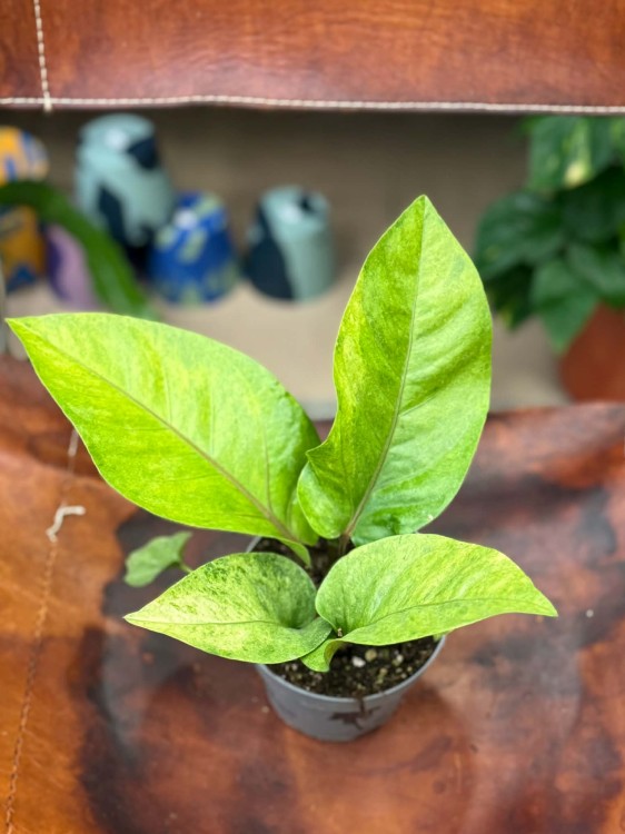 Anthurium renaissance variegata (2).jpg