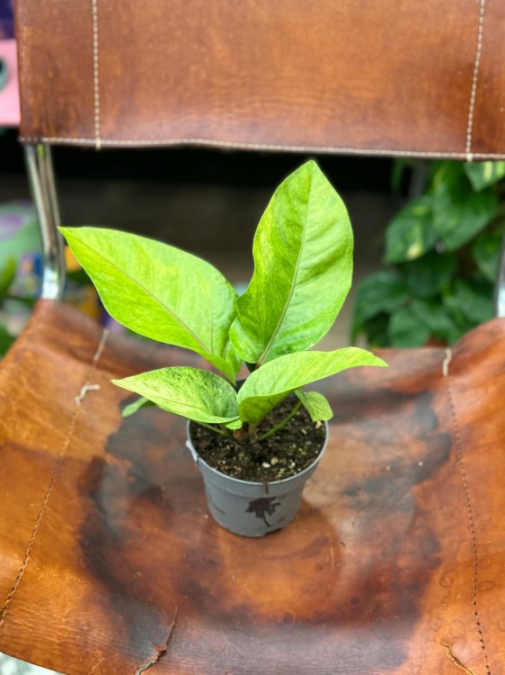 Anthurium renaissance variegata (4).jpg