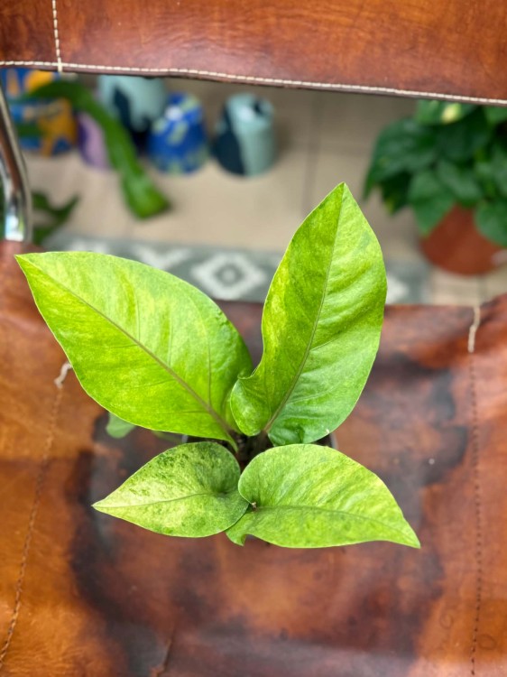 Anthurium renaissance variegata (1).jpg