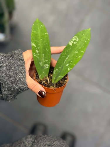 Hoya Kaikoeana (2).jpg