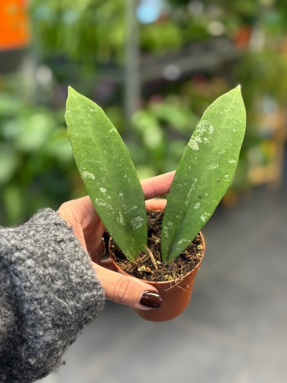 Hoya Kaikoeana (3).jpg