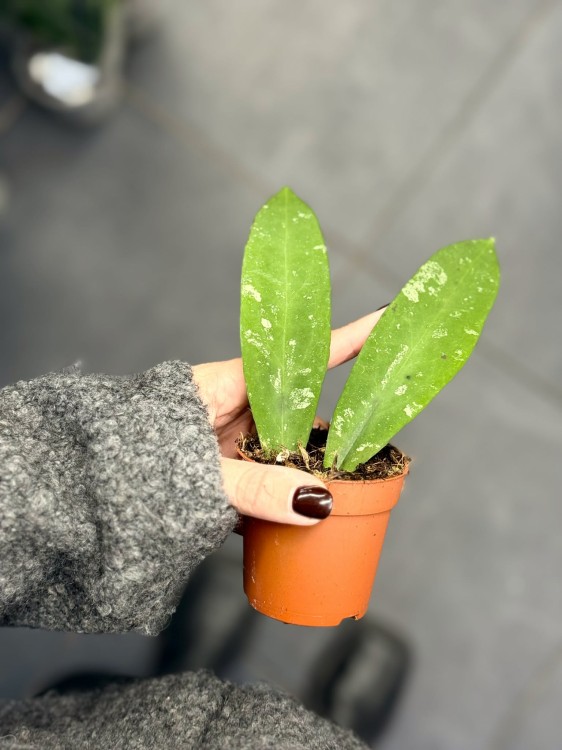 Hoya Kaikoeana (1).jpg