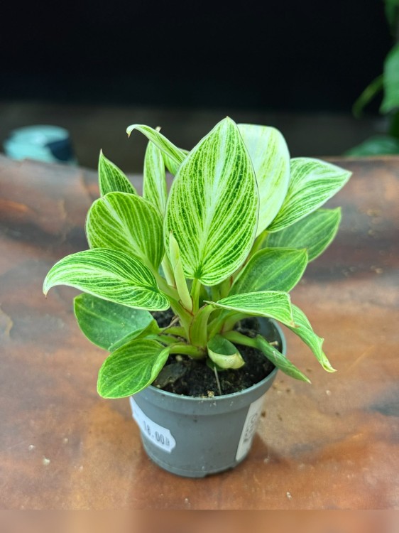 philodendron birkin  (2).jpg