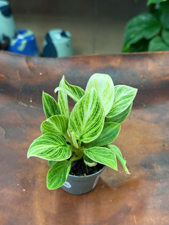 philodendron birkin  (1).jpg