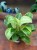 philodendron birkin (6).jpg