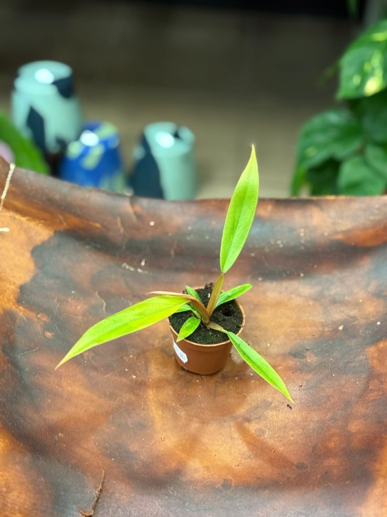 filodendron Philodendron Choco Empress (2).jpg
