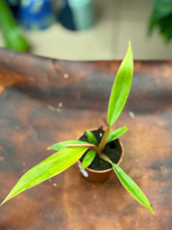 filodendron Philodendron Choco Empress (1).jpg