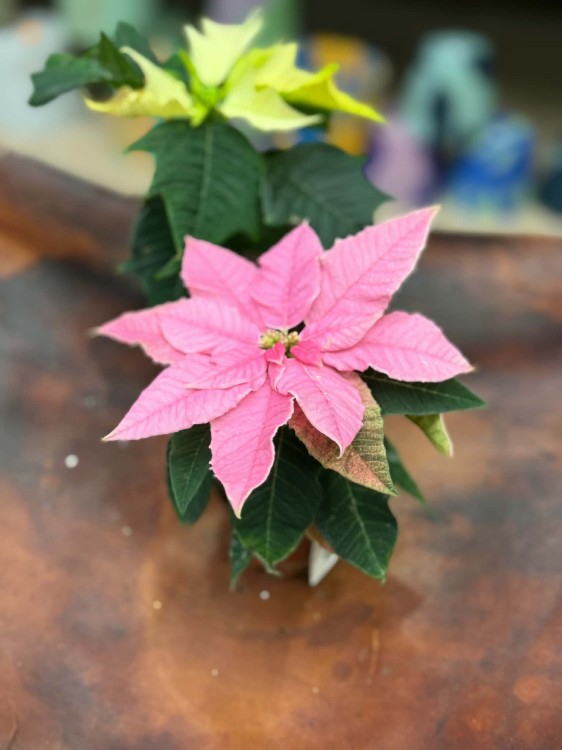 Euphorbia gwiazda betlejemska rożowa (1).jpg