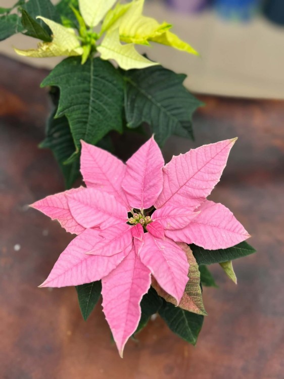 Euphorbia gwiazda betlejemska rożowa (2).jpg