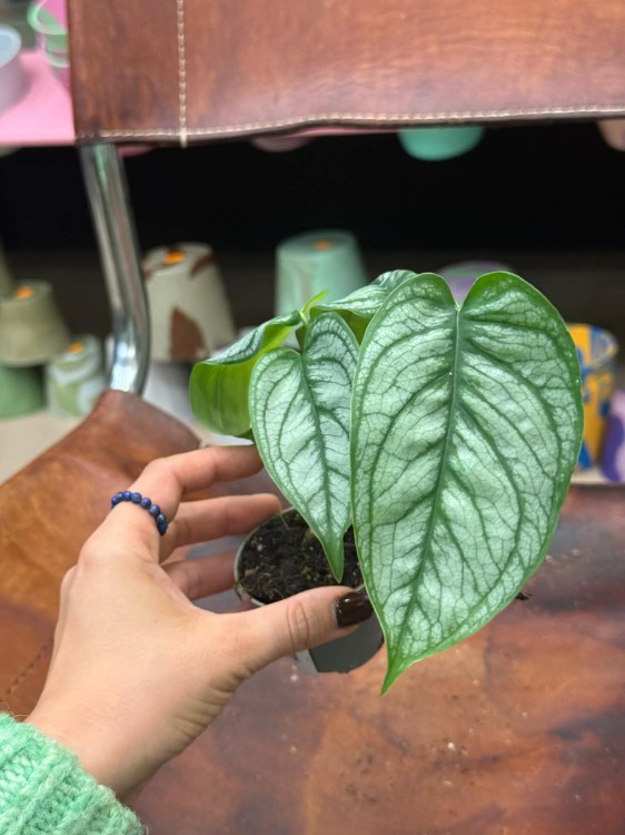 Monstera siltepecana el salvador (7).jpg