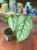 Monstera siltepecana el salvador (8).jpg