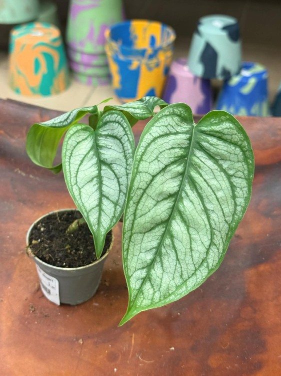 Monstera siltepecana el salvador (8).jpg
