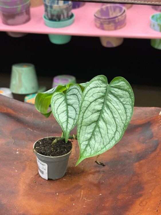 Monstera siltepecana el salvador (6).jpg