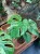 Monstera Deliciosa Mint  monstera miętowa  monstera deliciosa variegata mint (2).jpg