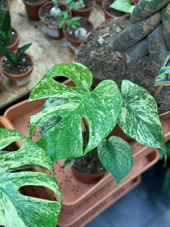 Monstera Deliciosa Mint  monstera miętowa  monstera deliciosa variegata mint (2).jpg