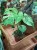 Monstera Deliciosa Mint  monstera miętowa  monstera deliciosa variegata mint (3).jpg